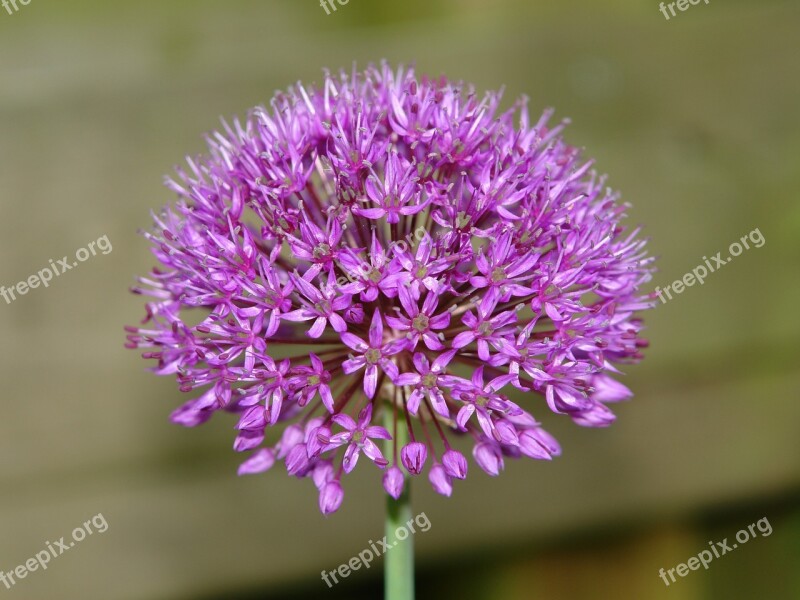 Allium Ui Ornamental Onion Allium Giganteum Flower