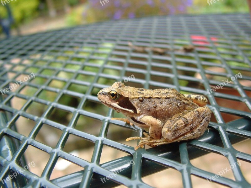 Frog Brown Frog Brown Rana Rana Temporaria