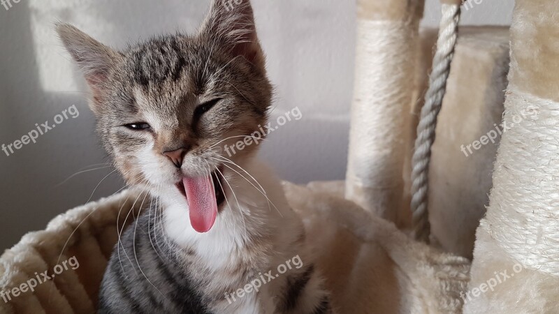 Kitten Yawning Cat Cat Tongue Young Cat Free Photos