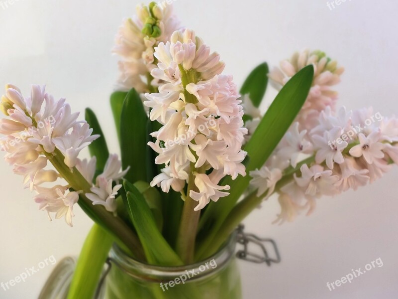 Pink Hyacinths Spring Flowers Blooms