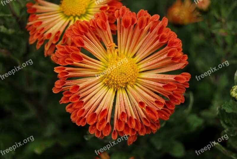 Chrysanthemum Havel Flover Free Photos