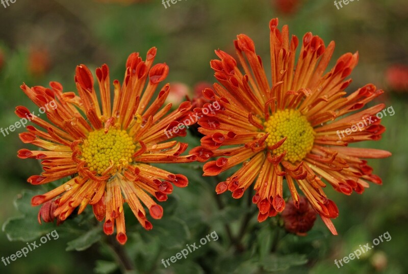 Chrysanthemum Havel Flower Free Photos