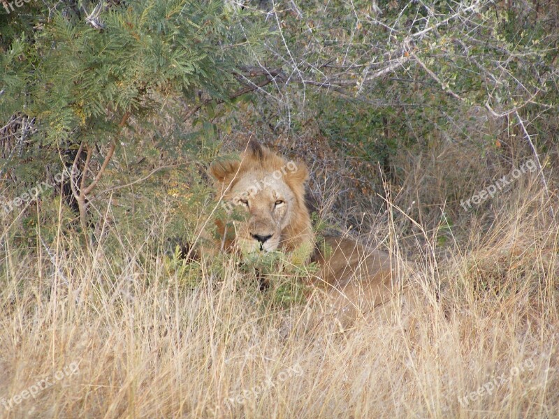 Lion Safari Africa Predator Wild