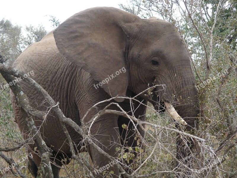 Wildlife Park Elephant Safari African Bush Elephant Steppe