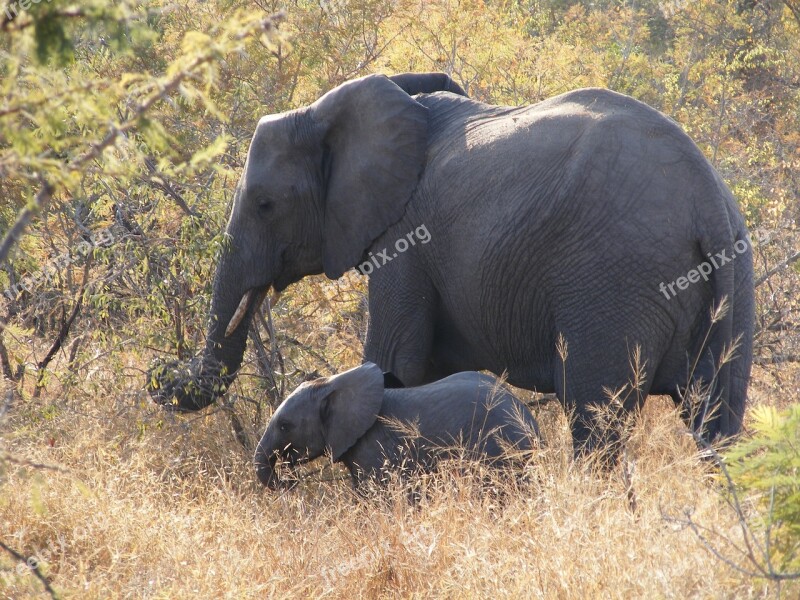 Wildlife Park Elephant Safari National Park Baby