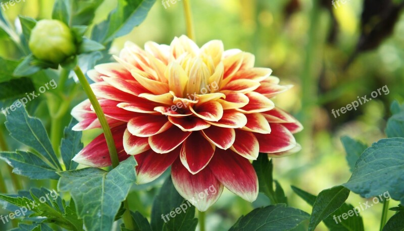 Flower Dahlia Garden Nature Petal