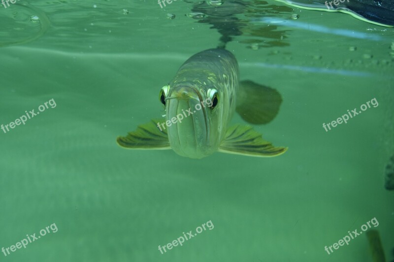 Arowana Arowana Vietnam Free Photos