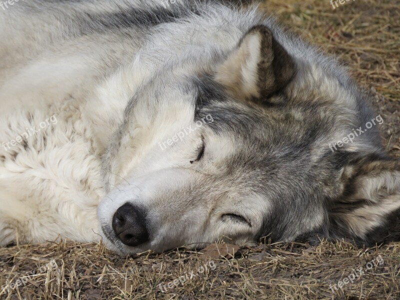 Wolfdog Wolf Dog Sanctuary Rehabilitation