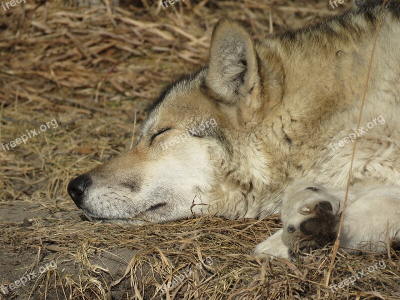 Wolfdog Wolf Dog Sanctuary Rehabilitation