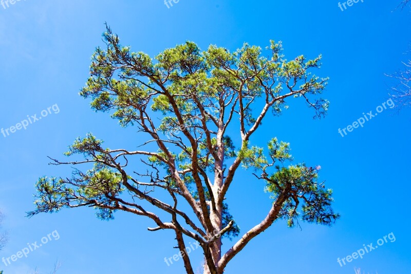 Sky Pine Needles Tree Landscape