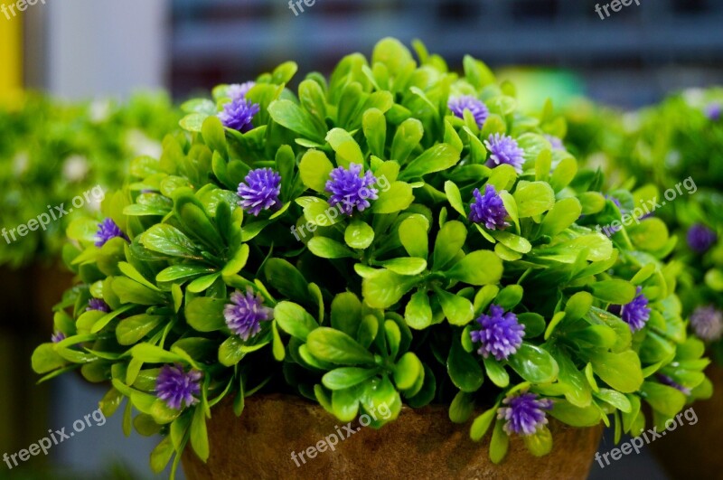 Purple Flowers Flower Vase Flower Green Leaves Small Flower