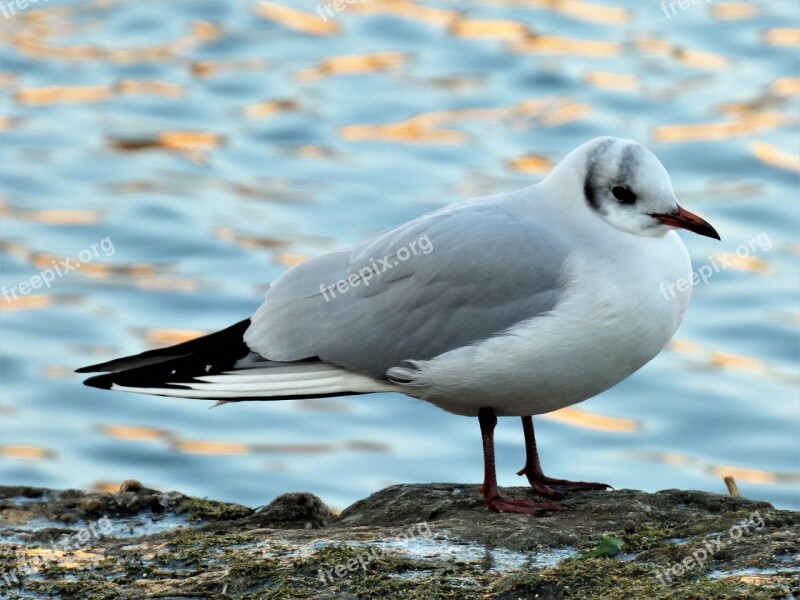 Bird Aquatic Black-headed Gull Free Photos