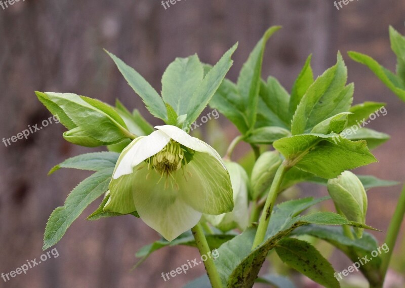 Green Hellebore Green Lenten Rose Lenten Rose Bud Flower