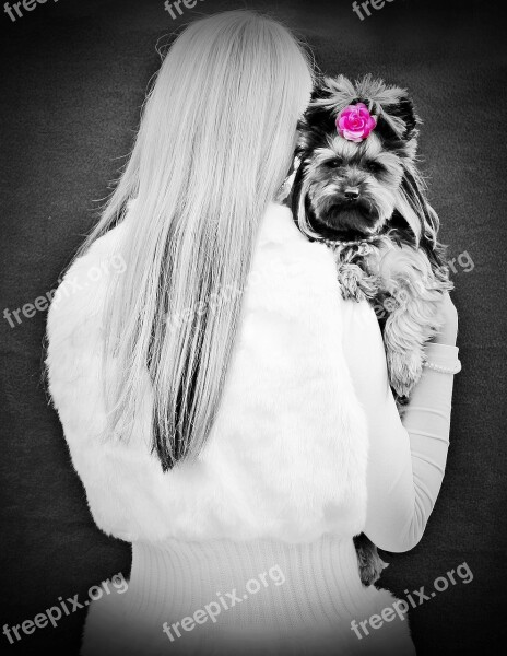 Blonde Girl Back Yorkie Black White Free Photos