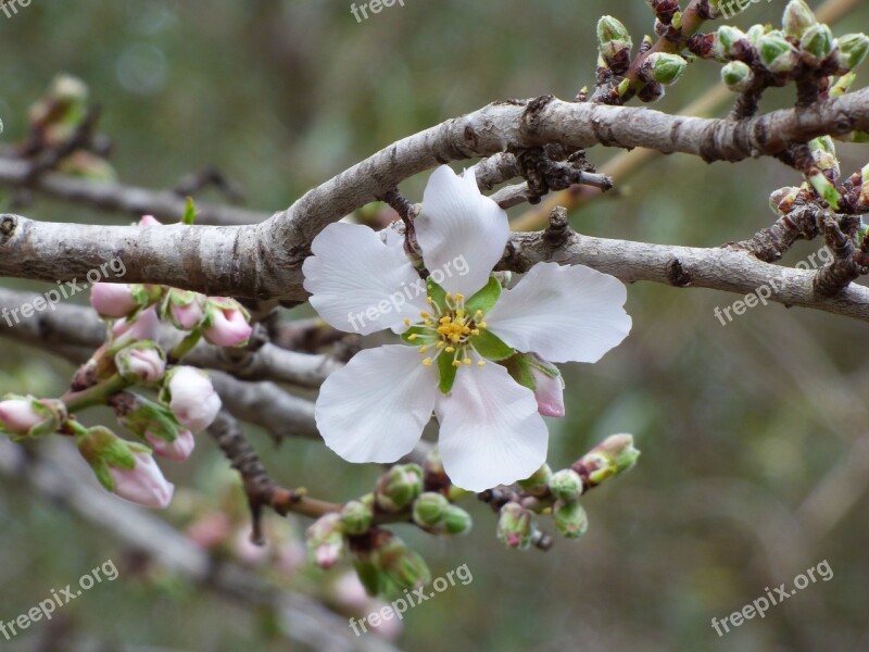 Flower Almond Tree Outbreak Flowering Free Photos