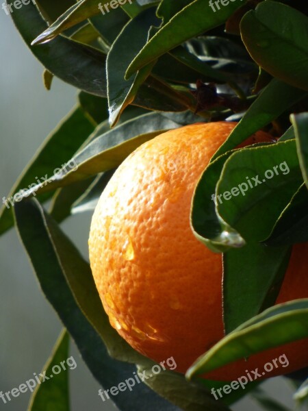 Orange Naranjo Citric Fruit Fresh