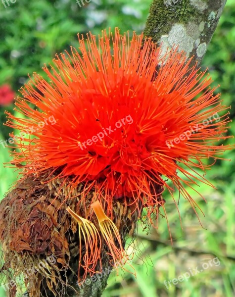 Ecuador Epiphyte Plant Orange Epiphytic Plant