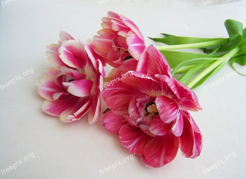 Tulip Bouquet Pink Cut Flower Free Photos