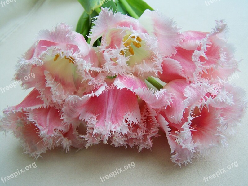 Tulip Bouquet Pale Pink Cut Flower Free Photos