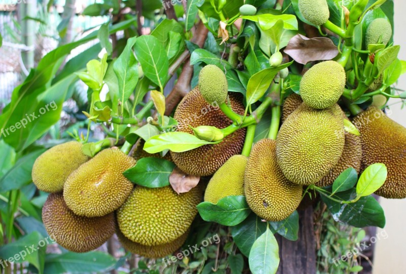 Nangka Jackfruit Fruit Thailand Sweet