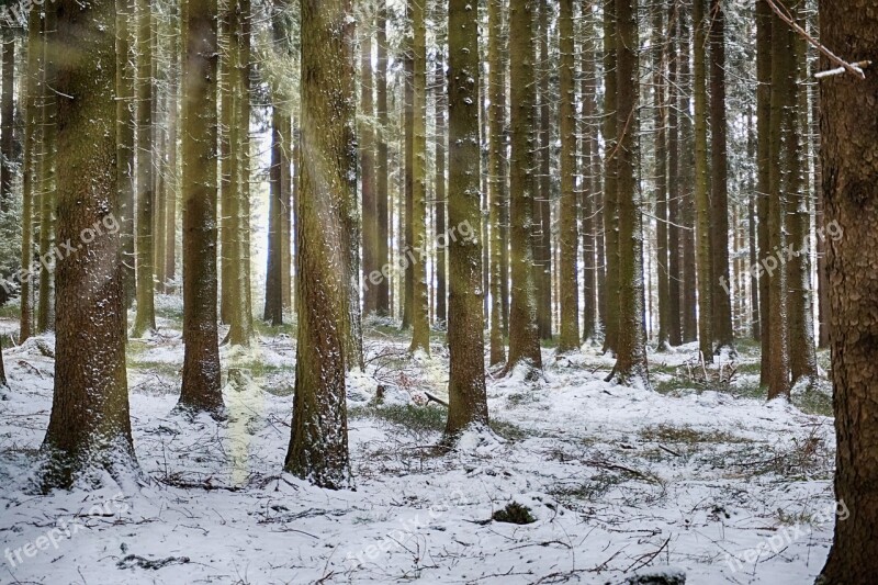 Forest Glade Sunbeam Trees Aesthetic