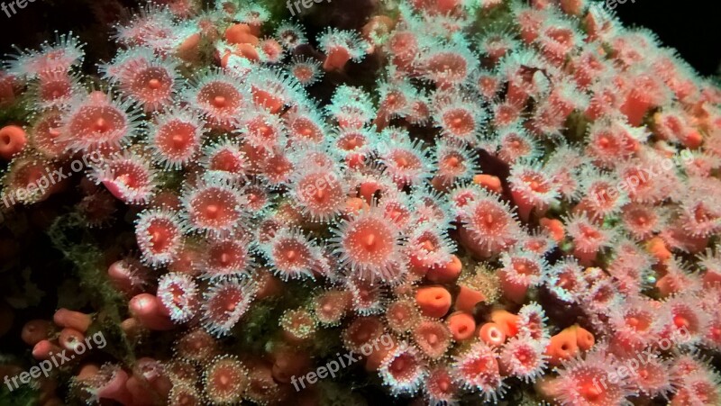 Anemone Red Green Close Up Underwater