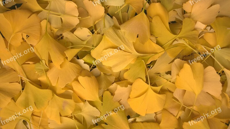 Ginko Leaves Yellow Autumn Golden Autumn