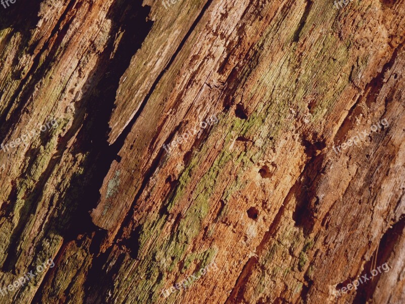 Tree Bark Bark Background Log Tree