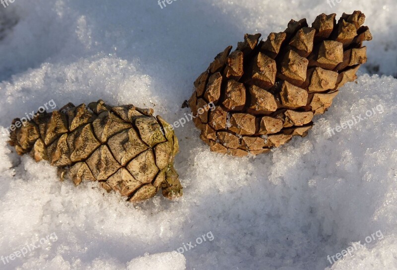 Tap Pine Cones Pine Nature Conifer