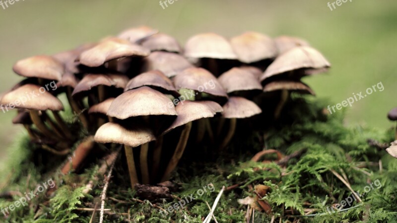 Mushroom Nature Live Mushroom Picking Forest