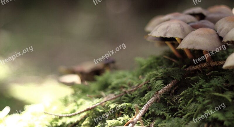 Mushroom Nature Live Mushroom Picking Forest