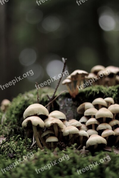 Mushroom Nature Live Mushroom Picking Forest