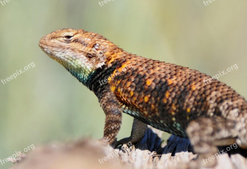 Desert Spiny Lizard Reptile Portrait Wildlife Nature