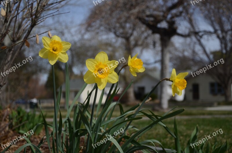 Flowers Yellow Daffodils Floral Plants