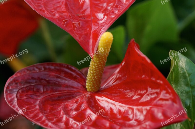 Anthurium Red Flamingo Flower Blossom Bloom