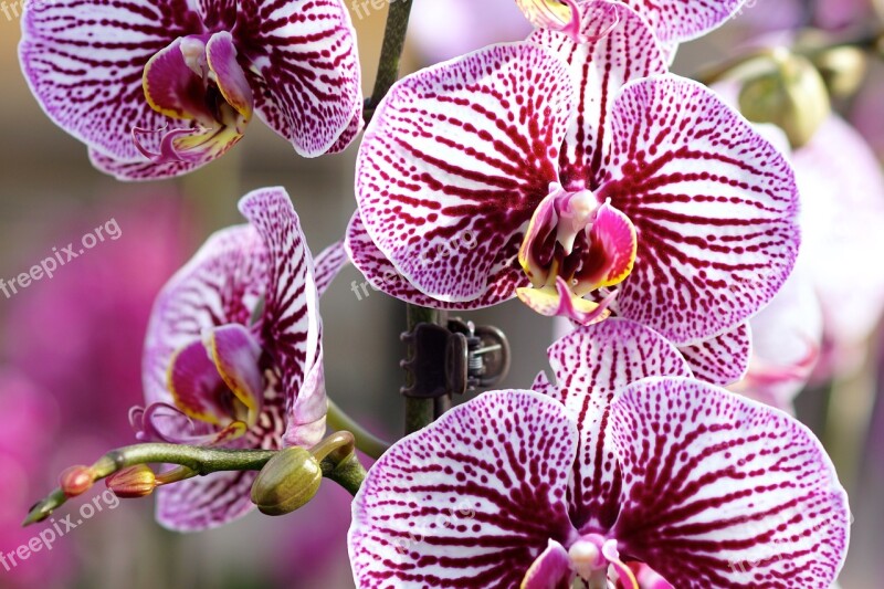 Orchid Pink-white Flower Macro Nature