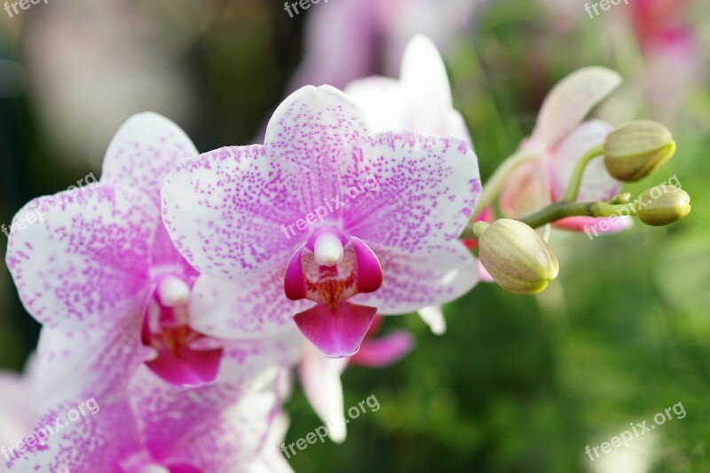 Orchid Pink-white Flower Blossom Bloom