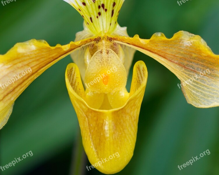 Frauenschuh Orchid Yellow Orchid Flower Blossom