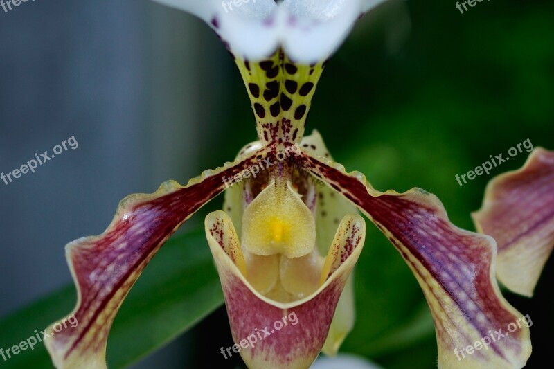 Frauenschuh Orchid Orchid Flower Flower Blossom