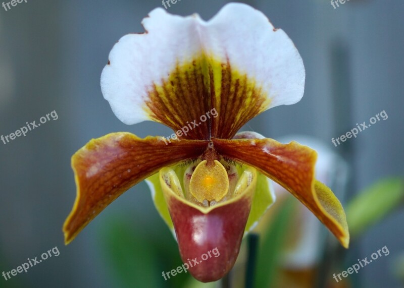 Frauenschuh Orchid Flower Blossom Bloom