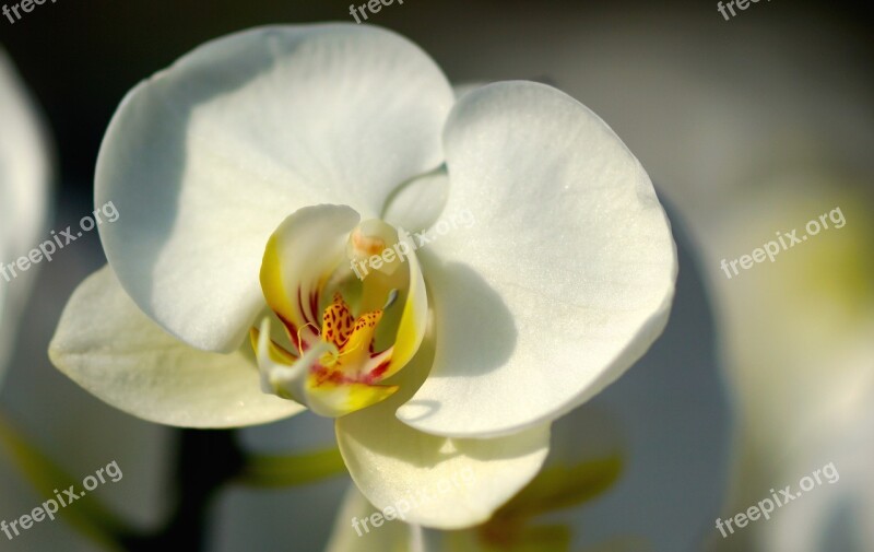 Orchid White White Orchid White Blossom Blossom