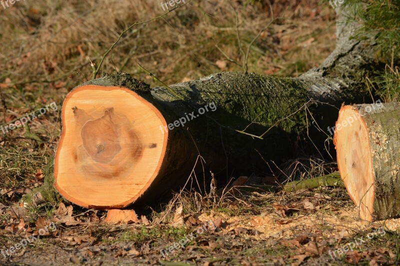 Nature Wood Section Tree Felling Forest