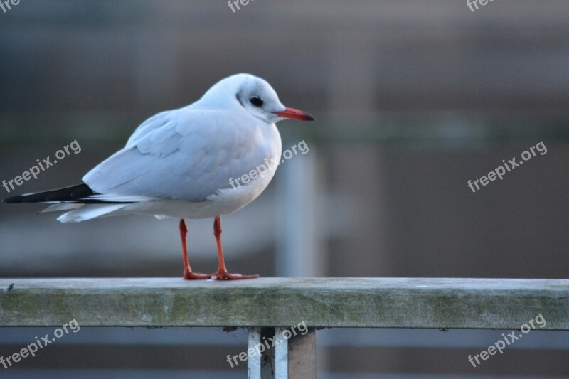 Animals Seagull Bird Water Bird Seevogel