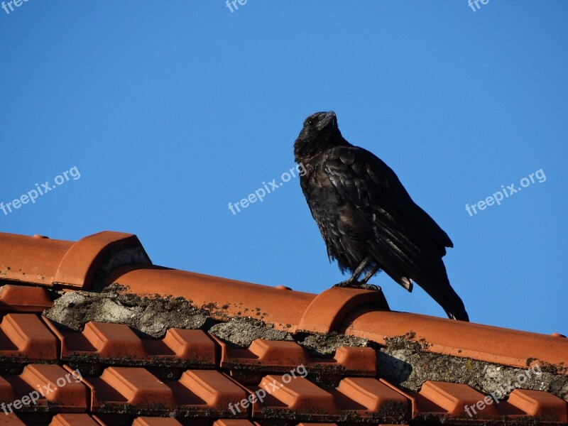 Crow Roof Paris Tiles Free Photos