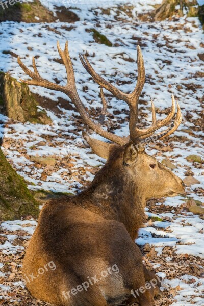 Red Deer Wild Hirsch Antler Antler Carrier