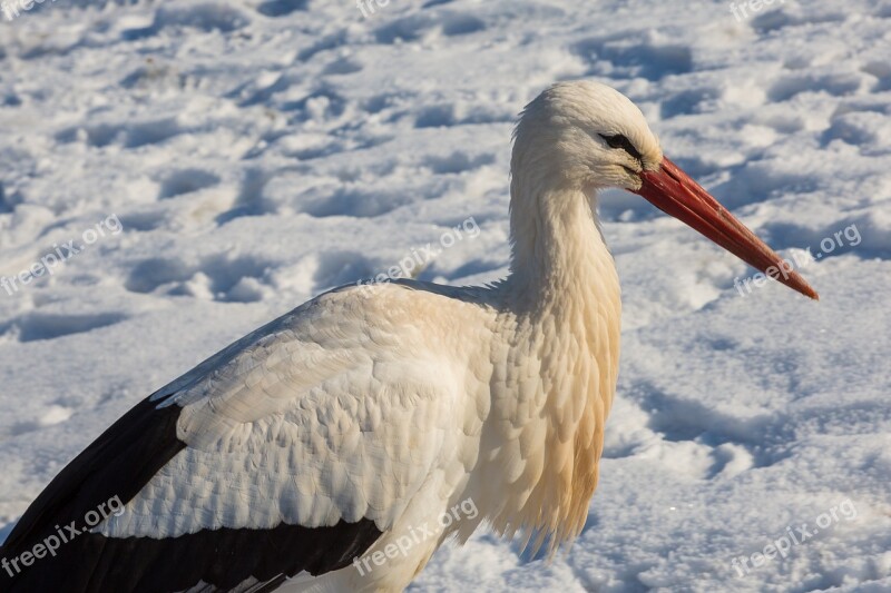 Stork Hibernate Bird Zoo Plumage