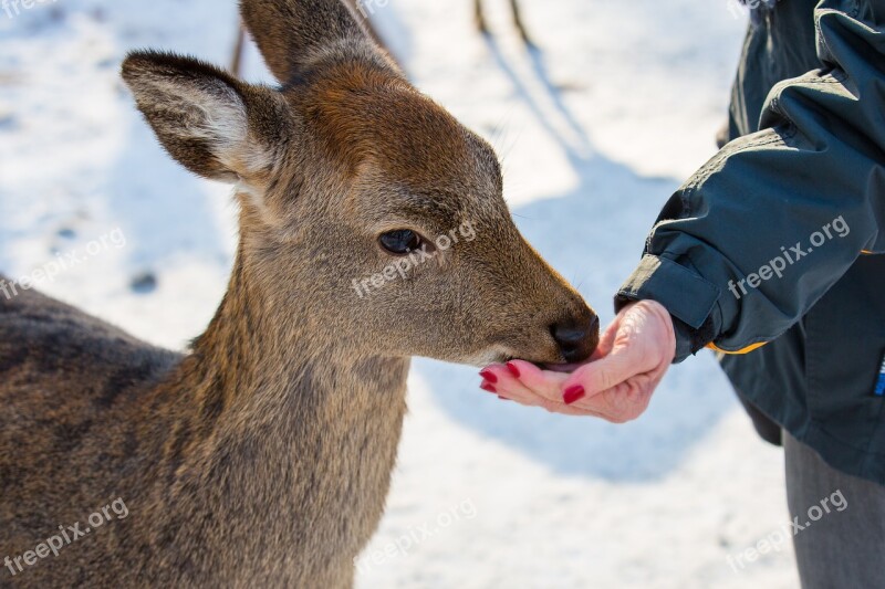 Feed Food Feeding Foraging Roe Deer