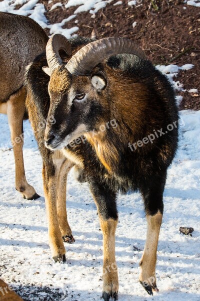 Mouflon Sheep Winter Fur Ram Horns