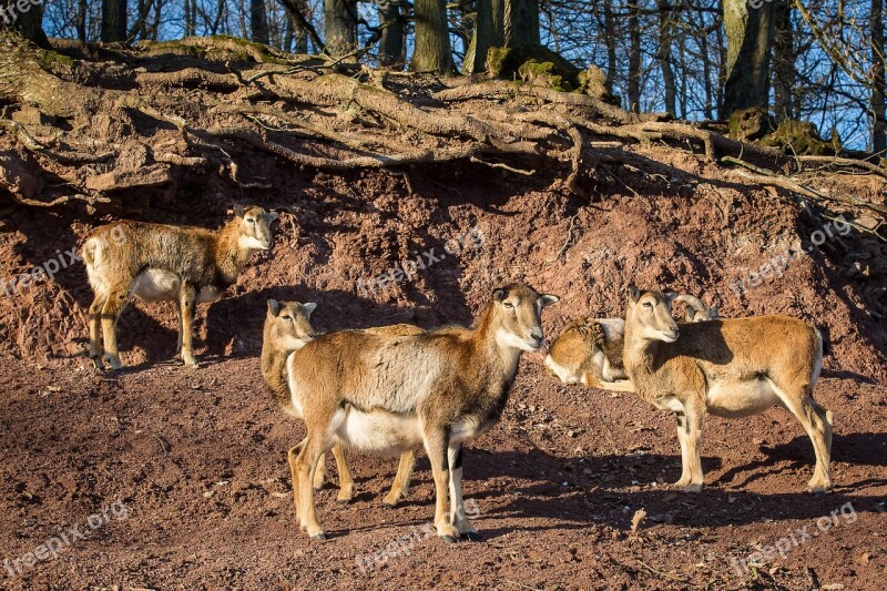 Mouflon Sheep Winter Fur Wild Sheep Free Photos