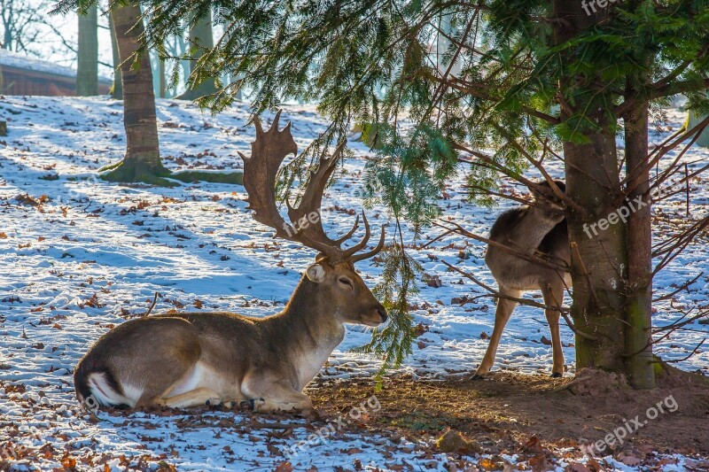 Fallow Deer Hirsch Wild Deer Park Tripsdrill